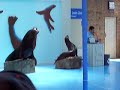 Sea Lion Show Part 2