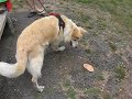 Charlie and crab shell 2/2