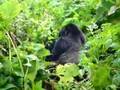 Gorilla not in the mist