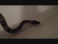 cleos bath![HD]