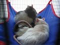 Polyphonic Rats!