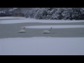 010.MP4