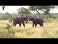African Elephant Fight