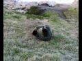 Seal attack!.mp4