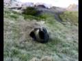 Seal attack!.mp4