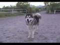 Alaskan Malamute video
