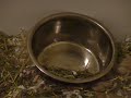 Haunted Food Dish