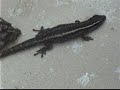 Gecko at Nkorho Pan cam Gecko at Nkorho Pan cam