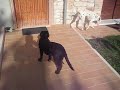 FANGO - Cucciolo labrador retriver 1/4 - Gioca con Chiara