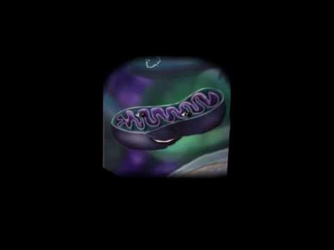 Mitochondria Morfo Project