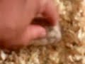 Hamster that Love Spa - massage - 2