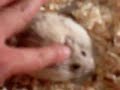 Hamster that Love Spa - massage - 1
