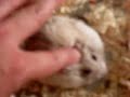 Hamster that Love Spa - massage - 3