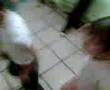 Loz Primoz Maz Chikitoz Bailando Reggeaton