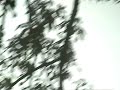 Grey Hornbill in silhouette at Parambikulam Wildlife sanctuary