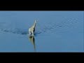 experimental video