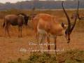 videos de Diario di Viaggio in Africa, Il Kenya