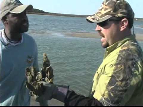 how to harvest oysters by hand