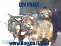 German Shepherd PUPPYS :5 wks old LEV PRAEE German Shepherd PUPPYS :5 wks old LEV PRAEE