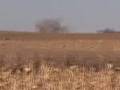 Haerter Farms - South Dakota Pheasant Hunting At It's Finest