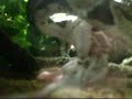 pyton VS petit rat part.2