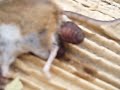Anal Mouse Parasite