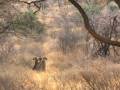 Cheetah Love
