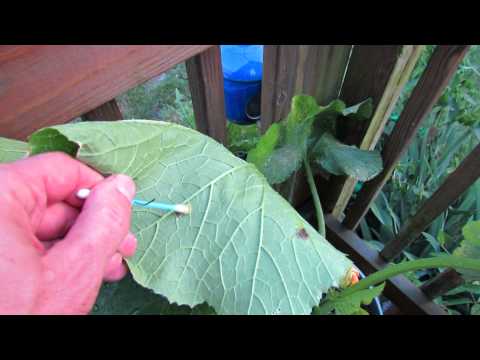 how to treat mildew on zucchini leaves'