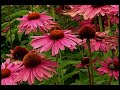 Native Plants In Late Summer