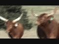 Lot #2492 - 14 Full Blood Watusi Cows Lot #2492 - 14 Full Blood Watusi Cows