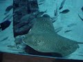 amazing aquarium! the one in la rochelle in france is small comparing to this one. 

''a four-metre-long whale shark that was spotted by a local fisherman off the coast of jebel ali - united arab emirates, has been captured and moved to an aquarium at the new atlantis hotel on the palm jumeirah.the hotel said the shark was clearly under duress when it was sighted and its team of biologists and veterinarians made the decision to move it to the 11-million-litre lagoon for medical care and observation, due to the high temperature and salinity of the water it was in. a representative of the hotel said she was unable to say when the whale shark would be returned to the wild. the spokesperson, who said that the protected species was rescued on august 28, added: staff at atlantis are monitoring her. they cant speculate when she will be released.