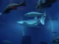 Atlantis Hotel Aquarium