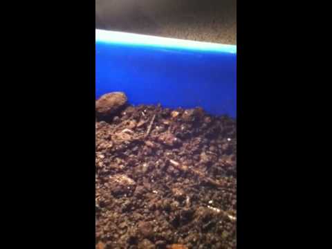 how to grow worms