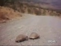 Turtle Lovin\ Turtle Lovin\