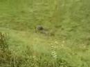 Going down a hill in a Barrel
