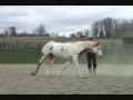 Nederlands werkstuk paarden