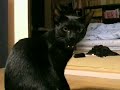 Xacti test clip