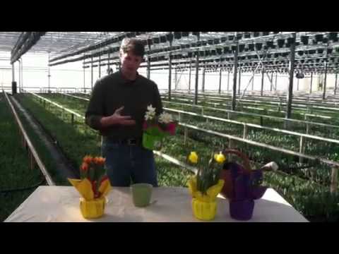 how to care hyacinth