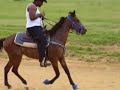 plug horse single footing at Bob Love Track