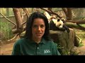 Giant Panda cub thriving at San Diego Zoo