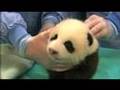 Giant Panda cub thriving at San Diego Zoo