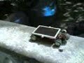 formula-g-solar-car-race.html