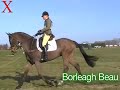 Borleagh Beau from Exmoor Eventing