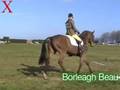 Borleagh Beau from Exmoor Eventing