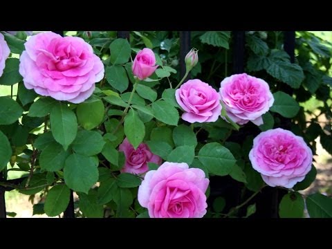 how to grow climbing roses