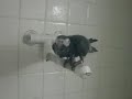 * Sharky Taking a Shower * * Sharky Taking a Shower *