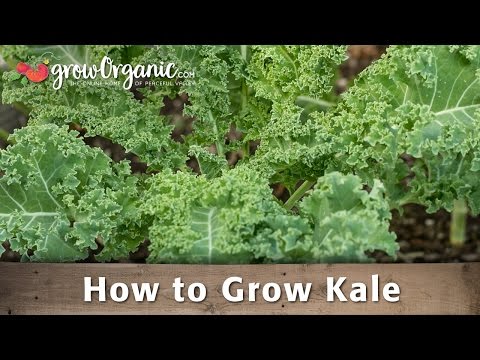 how to grow dinosaur kale