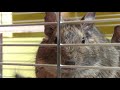 DEGU