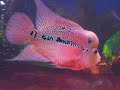 1685 Flowerhorn \" Fuk Luk Sau \" WJY 6-8-9 1685 Flowerhorn \" Fuk Luk Sau \" WJY 6-8-9