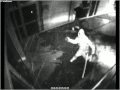 Breaking and entering attempt with brick goes bad - brick, burglary, empire skate, fail, idiot, robbery